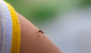 El Dengue sigue cobrando vigencia en nuestro país
